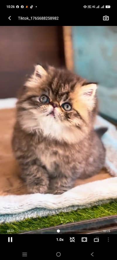 pure Persian cat vaccinated health active hai