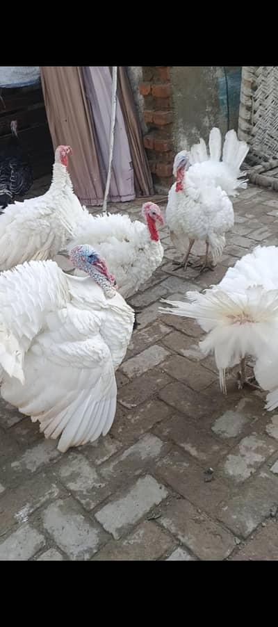 turkey breeder pair Available for sale
