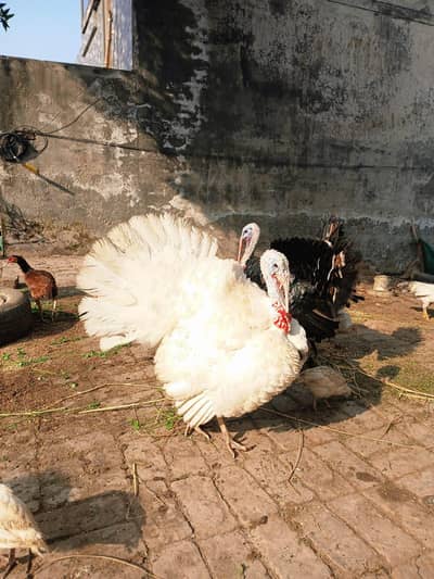 Turkey birds male