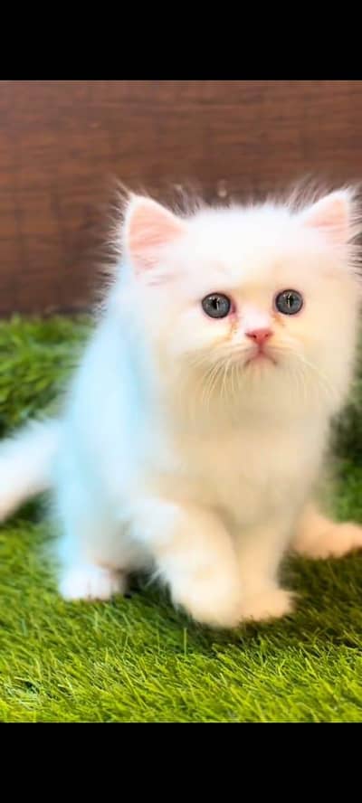 Persian kitten vaccinated white colour triple long coat