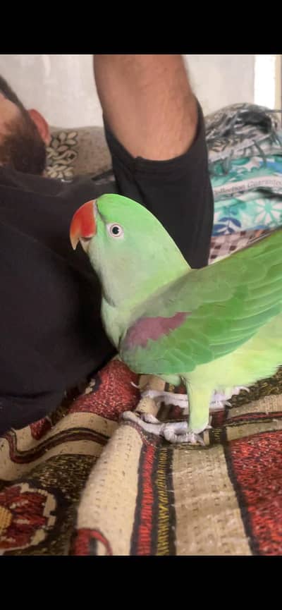 Female Raw parrot