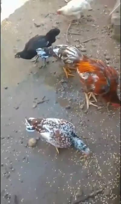 Aseel | australorp|golden misri | iron cage|thai aseel |complete setup