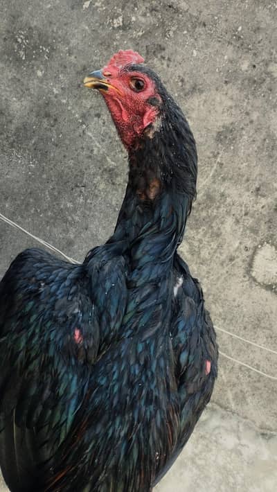 pure thai Top blood line chicks