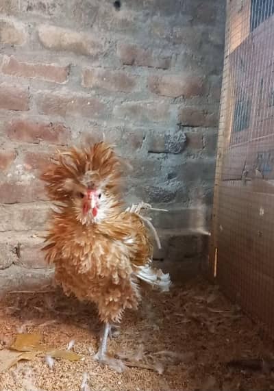 Buff Polish Frizzle Male