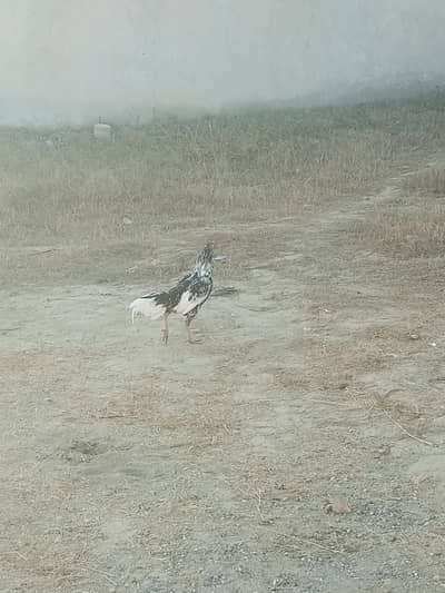 pair ha argant sale aseel