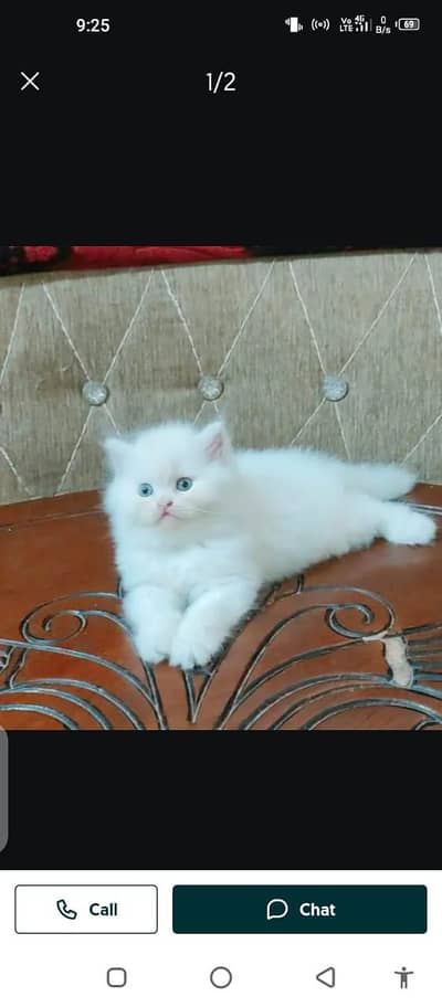 Persian cat for sale male or female my WhatsApp 321=43=51=839