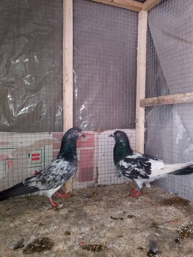 High Quality Kabutar