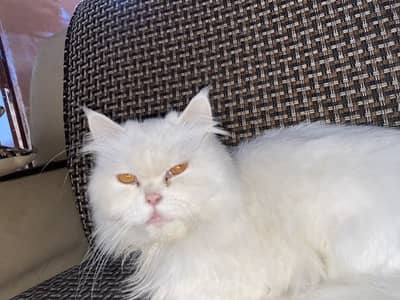 Persian cat