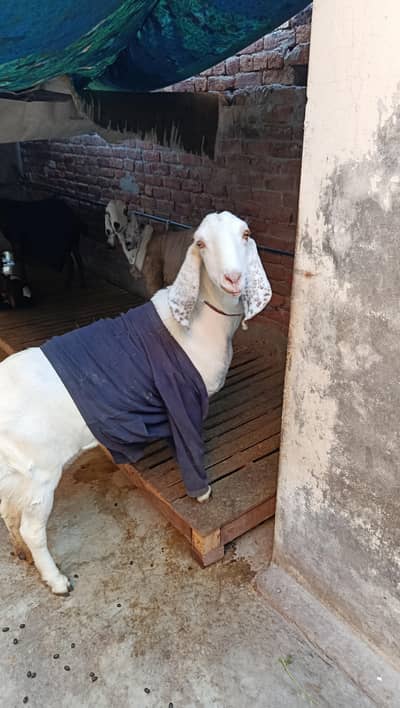 Best Quality Gabhan Bakri