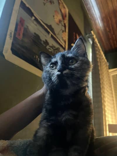 Rare Black and Orange Dollface Semi-Persian Cat (VACCINATED)