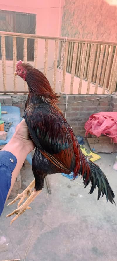 mianwali aseel murga for sale