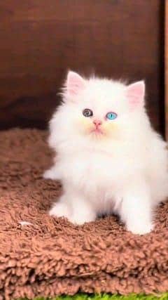 Persian cat for sale male or female my WhatsApp 321=43=51=39
