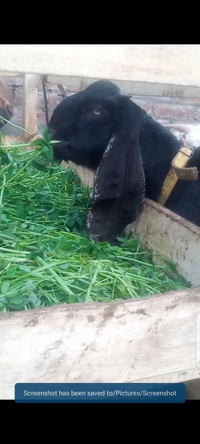 Beetle male # 03274116585