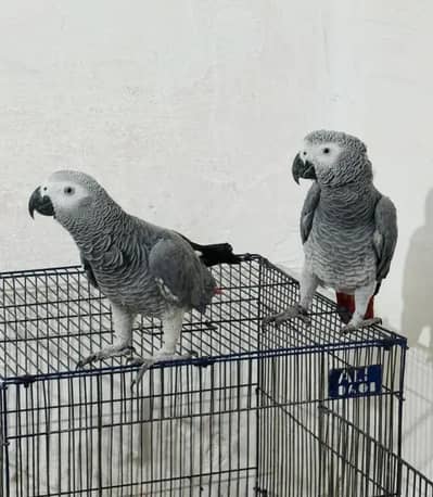 African Grey parrot for sale O3O8_29_16_232 my WhatsApp n