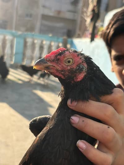 Aseel mianwali high quality in black colour