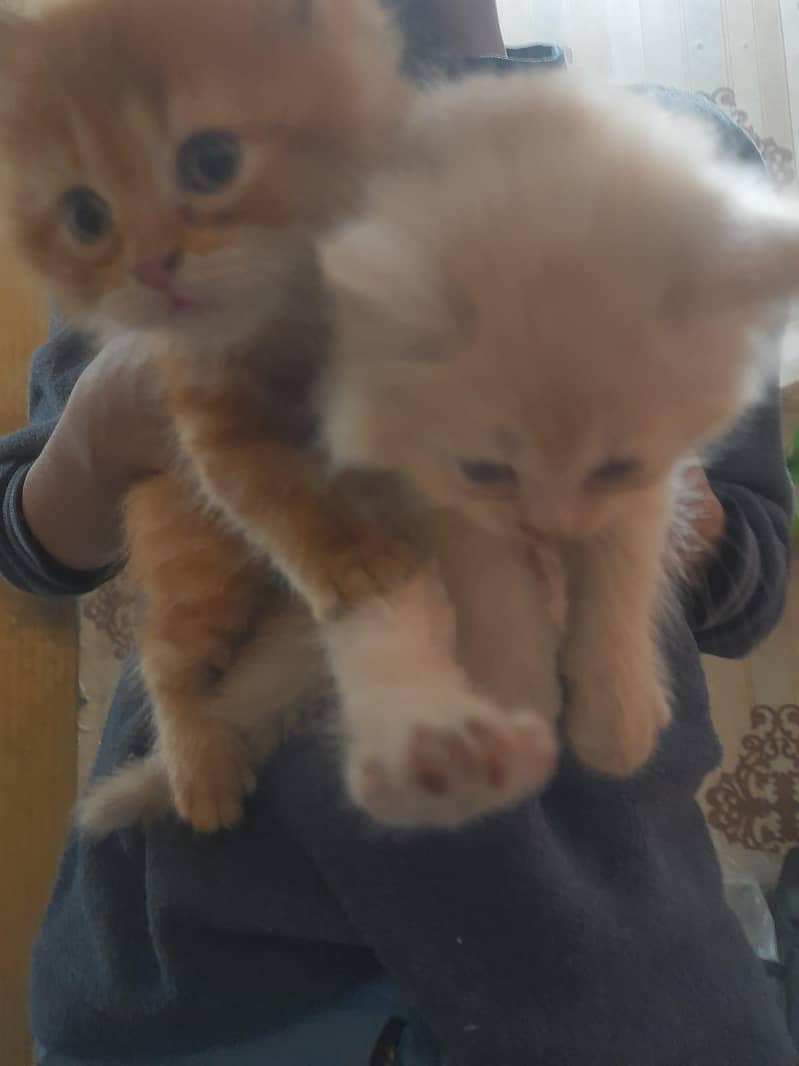 Persian Kittens Pair 1