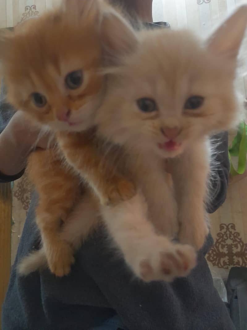 Persian Kittens Pair 2