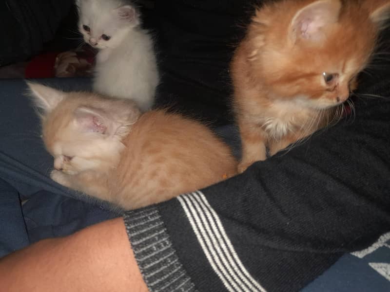 Persian Kittens Pair 0