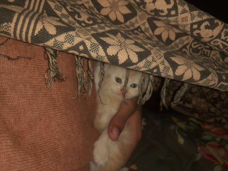 Persian Kittens Pair 3