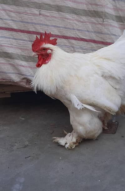 Heavy white buff male