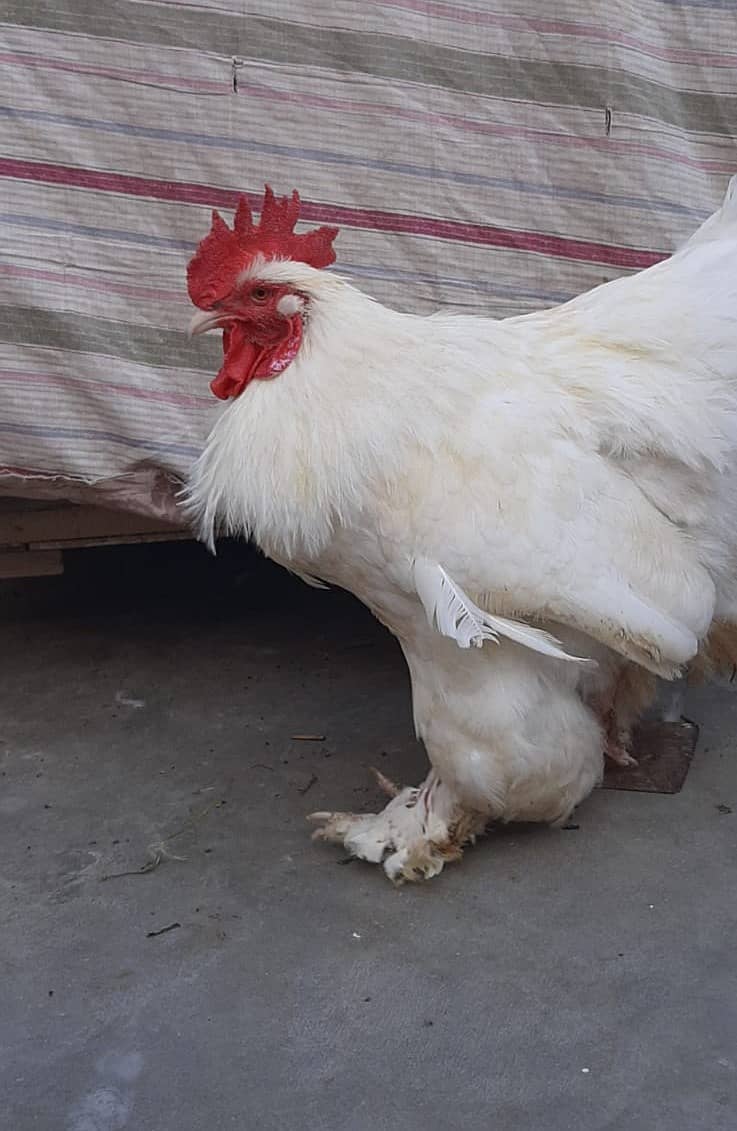 Breader  white buff male 0