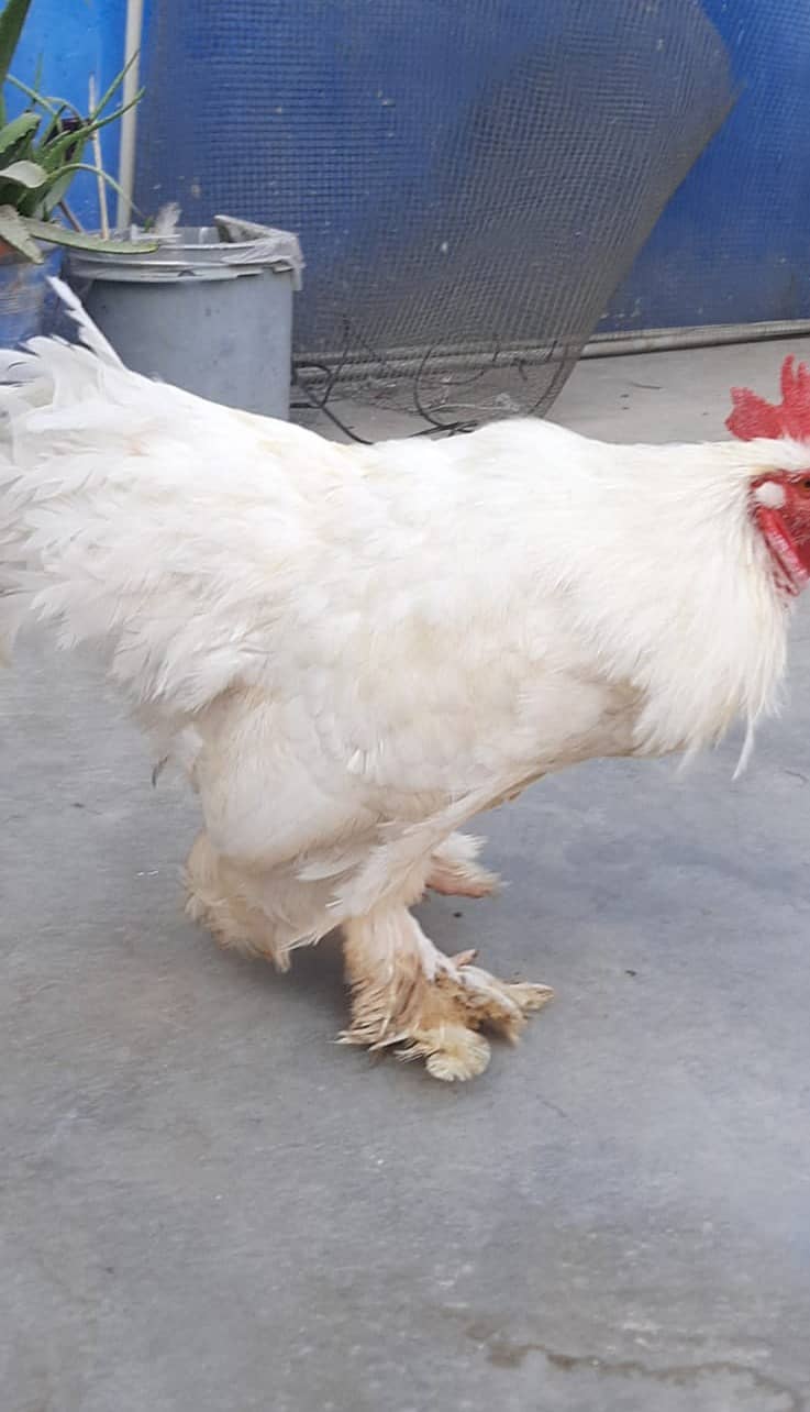 Breader  white buff male 1