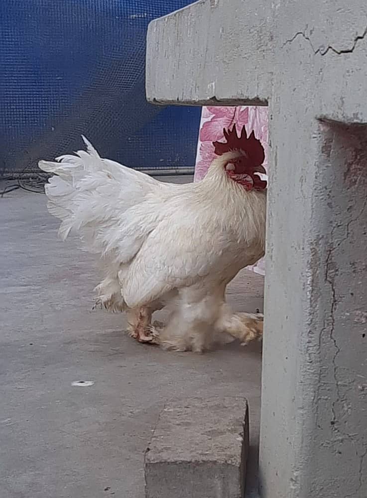 Breader  white buff male 2