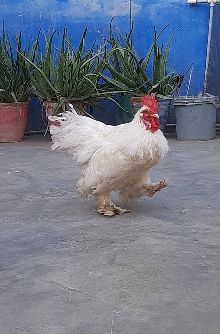 Breader  white buff male 3