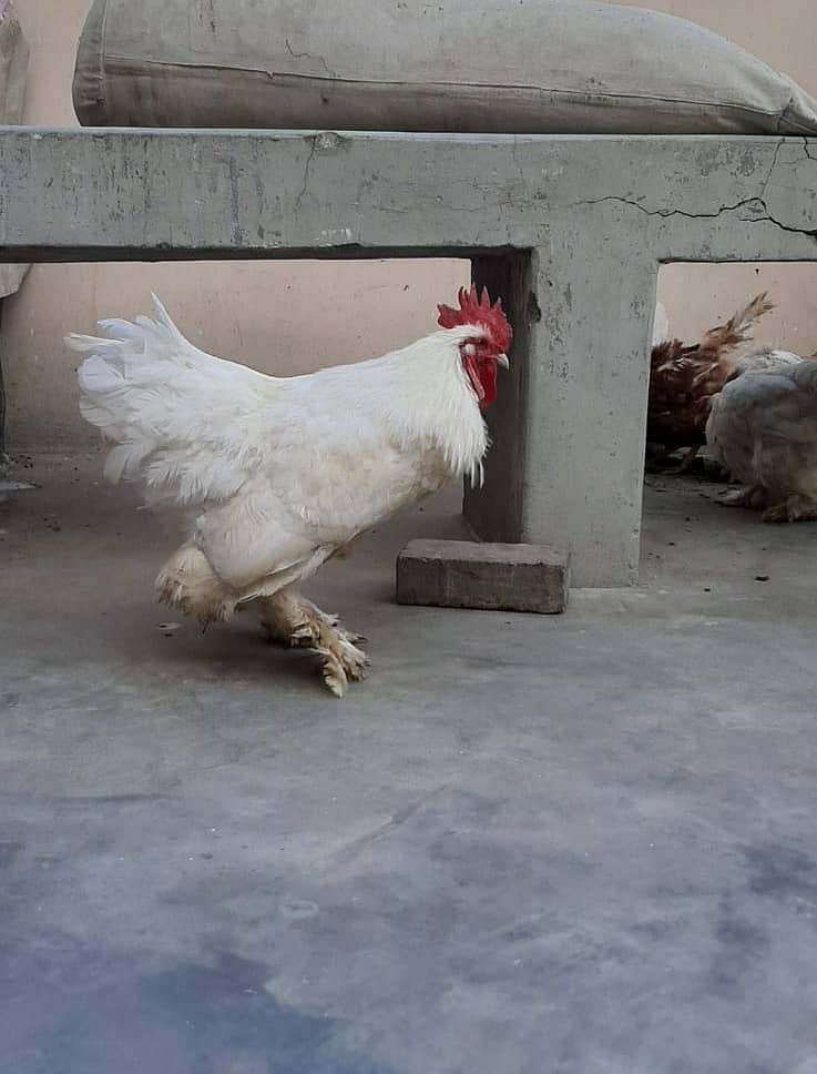 Breader  white buff male 4