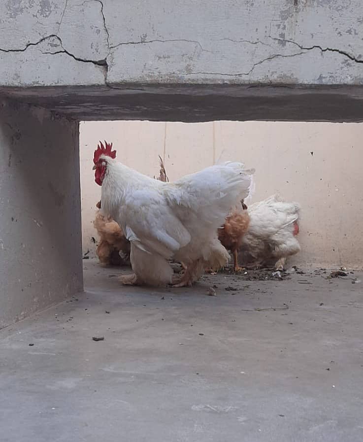 Breader  white buff male 5