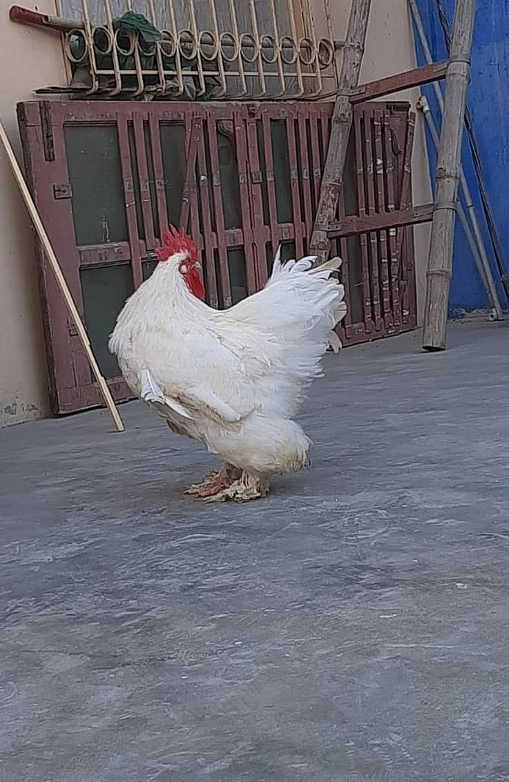 Breader  white buff male 6