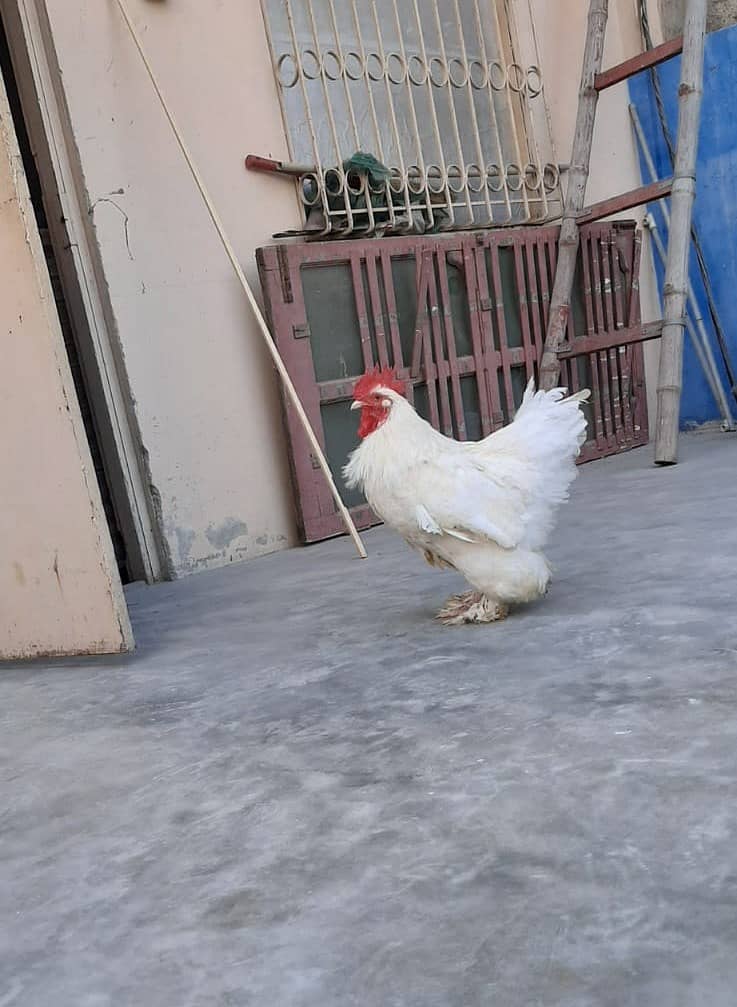 Breader  white buff male 7