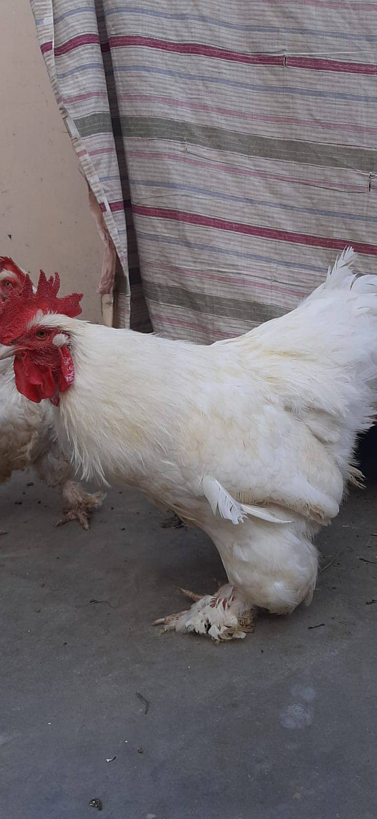 Breader  white buff male 8