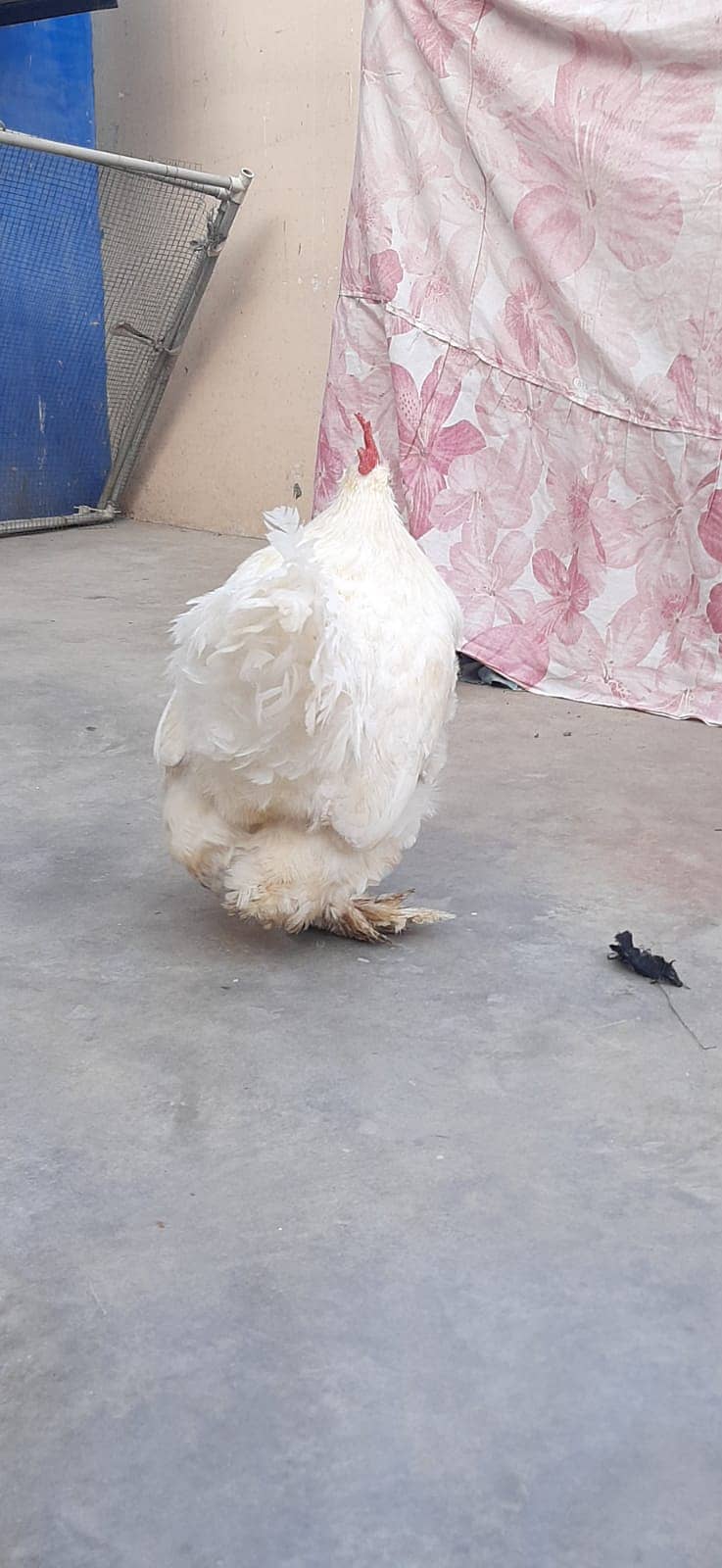 Breader  white buff male 9