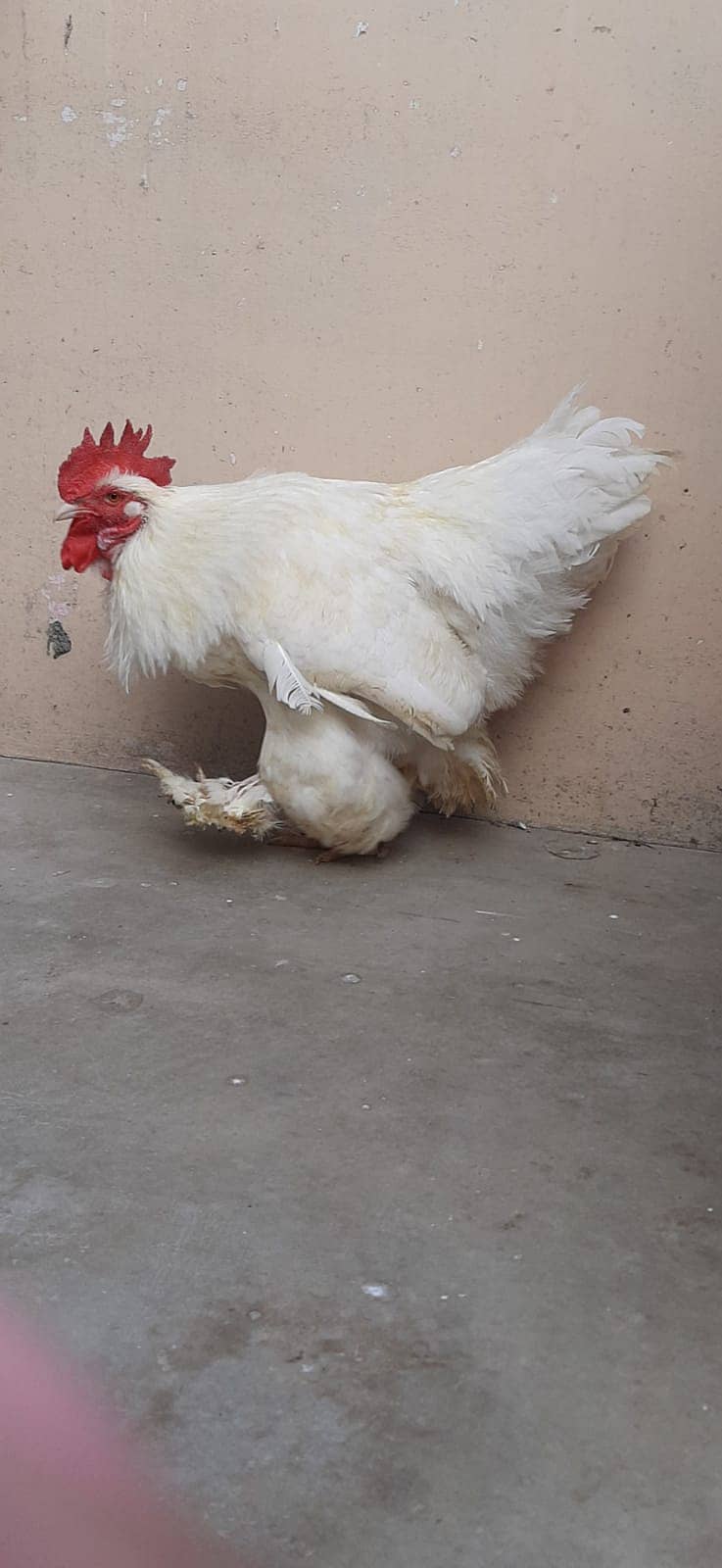 Breader  white buff male 10