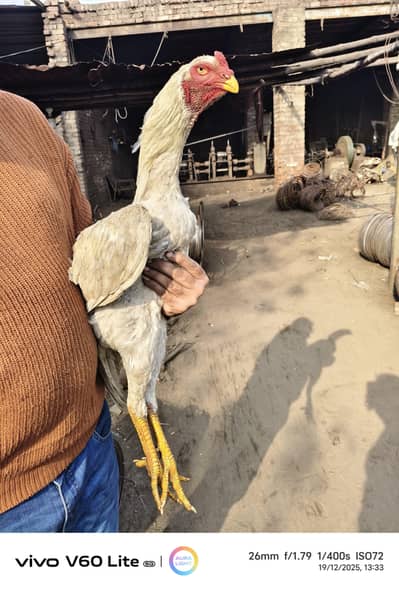 white shamoo male  Healthy and active  contact #03244033308