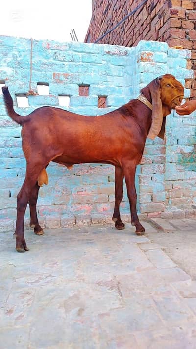 desi bakra for sale call me_"03274970754)