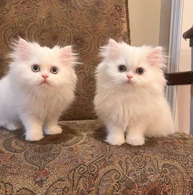 Persian kitten