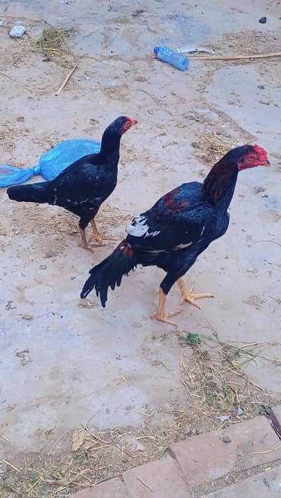 mashallha gahr ka palay  8 maghina age ha