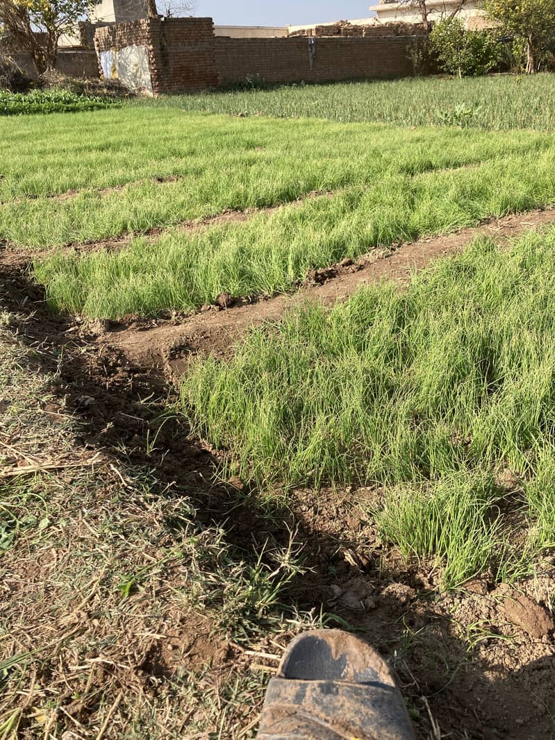 پیاز کا کنڑ 0