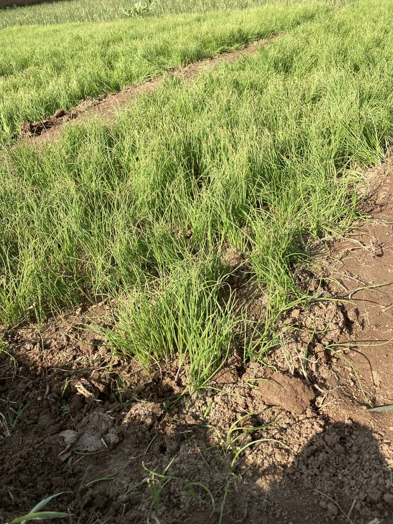 پیاز کا کنڑ 1