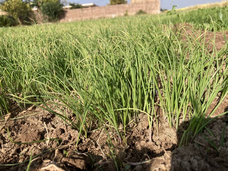 پیاز کا کنڑ 3