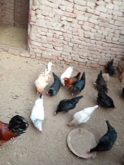 hens golden Brown misri