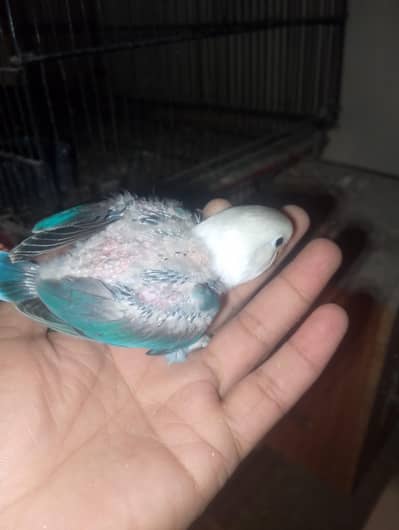 cocktail or Love birds chicks for sale read full ad