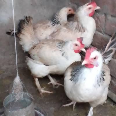 egg lying golden buff and aseel cross hen