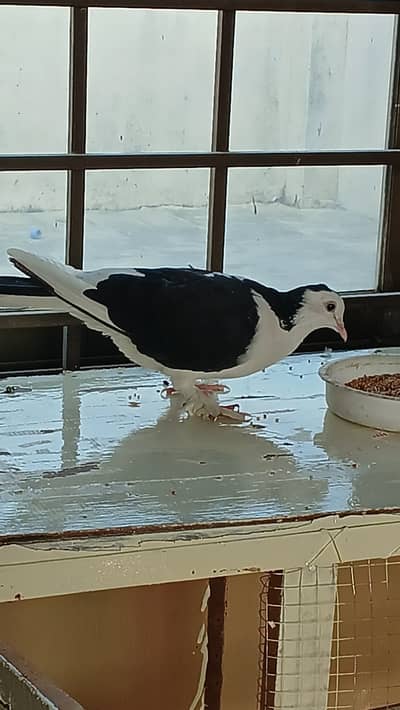 Fancy Pegions Pair For Sale | Healhty & Active