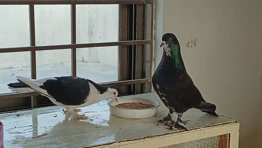 Fancy Breeder Pegions Pair With 2 Eggs For Sale | Healhty & Active