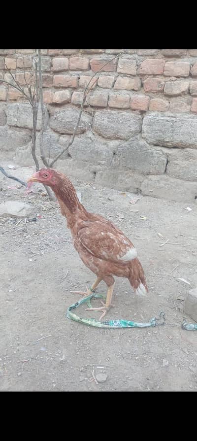 Aseel Pathi/ Aseel madi/ Aseel murgi / murgi for sale / female/hen