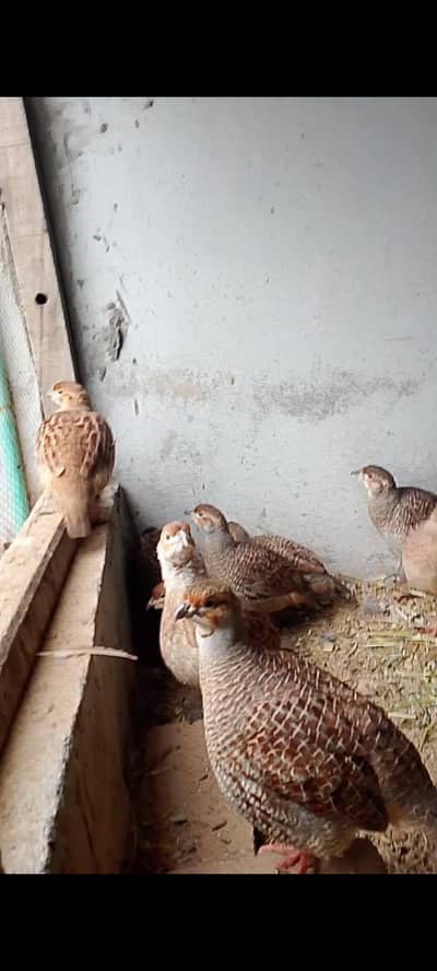 munasib ho jay ga 5 pair hain