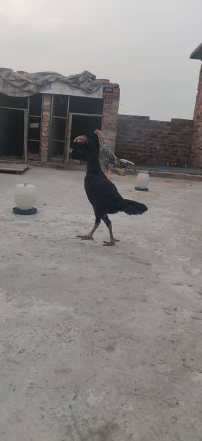 For sale Shamu Chicks